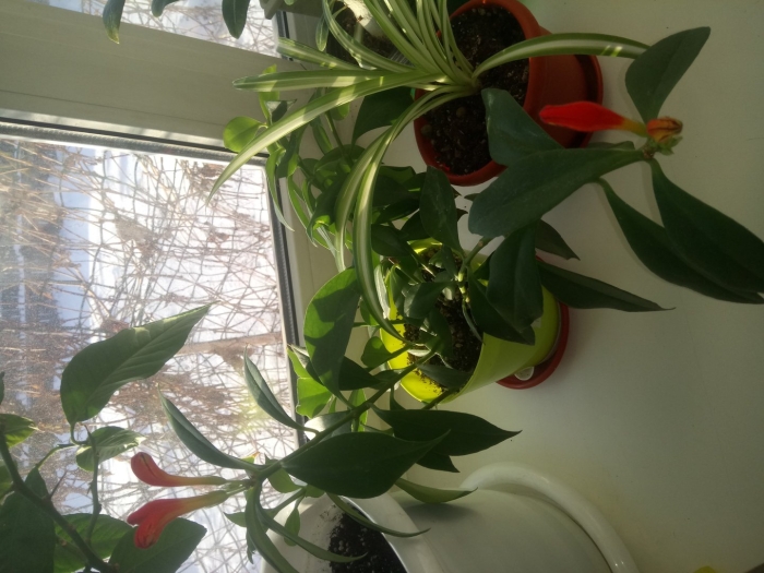 Эсхинантус цветок