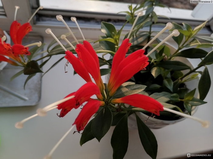 Эсхинантус великолепный