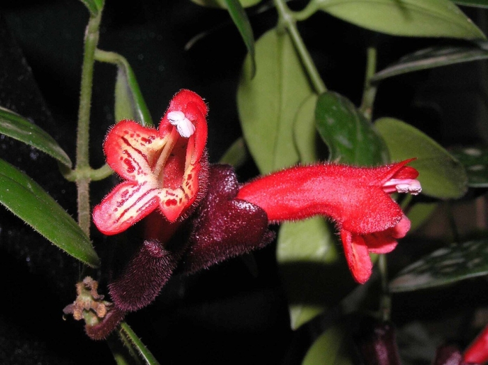 Эсхинантус тигровый