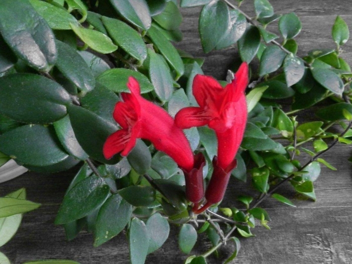 Эсхинантус мона лиза