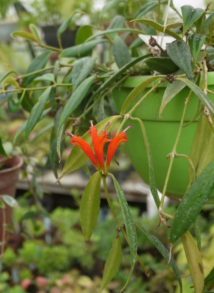 Aeschynanthus speciosus