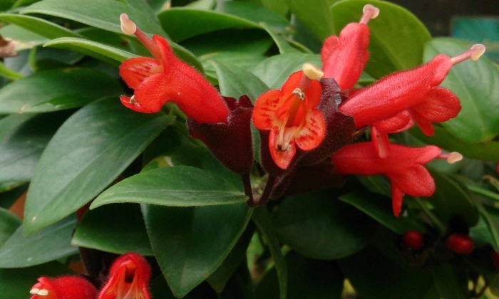 Эсхинантус speciosus