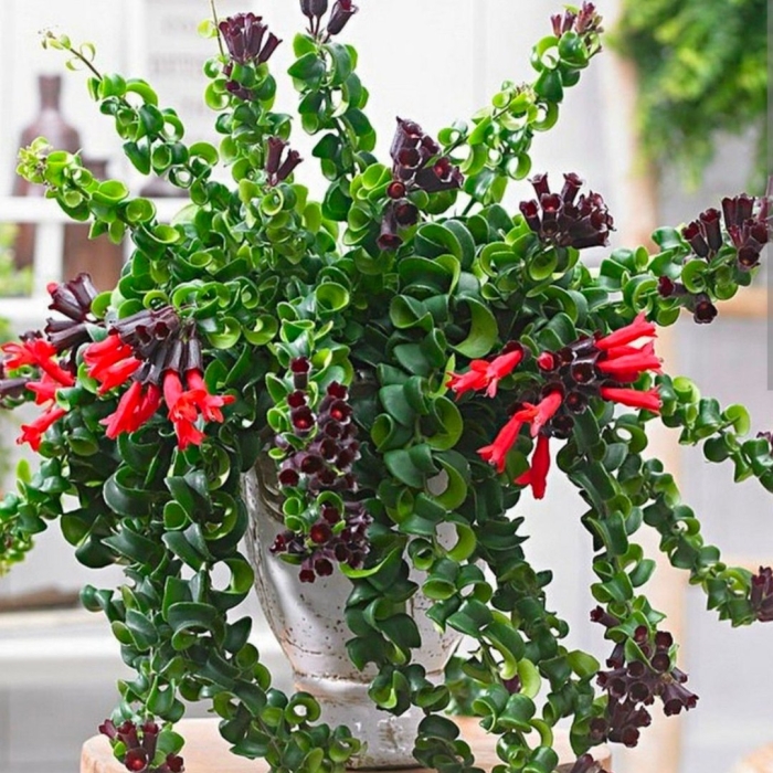 Эсхинантус твистер