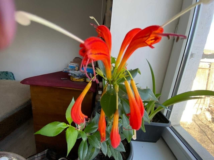 Эсхинантус жар птица