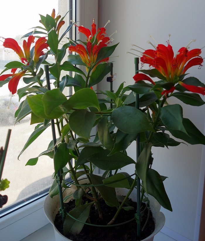 Эсхинантус жар птица цветок