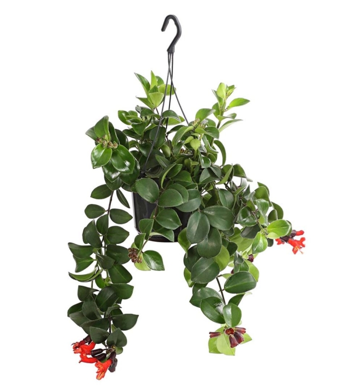 Эсхинантус mona lisa