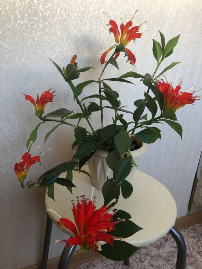 Эсхинантус жар птица цветок