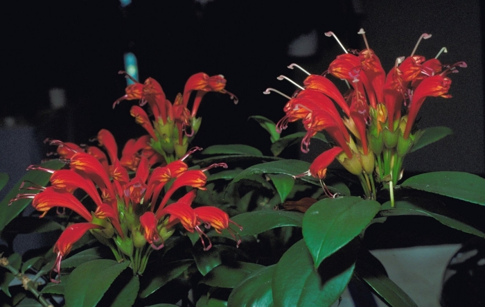 Эсхинантус жар птица