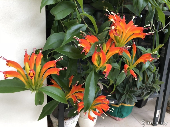 Эсхинантус жар птица