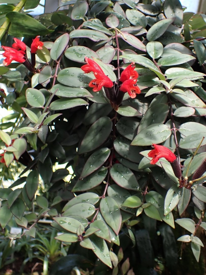 Aeschynanthus lobbianus