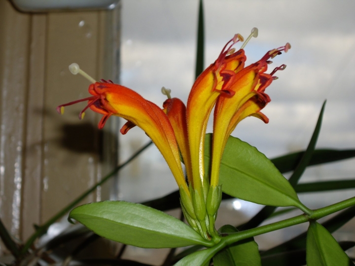 Эсхинантус скальный