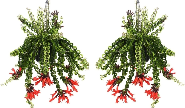 Эсхинантус раста