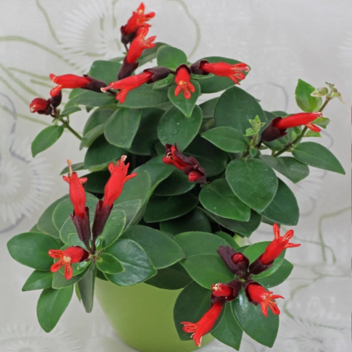 Эсхинантус эллиптикус