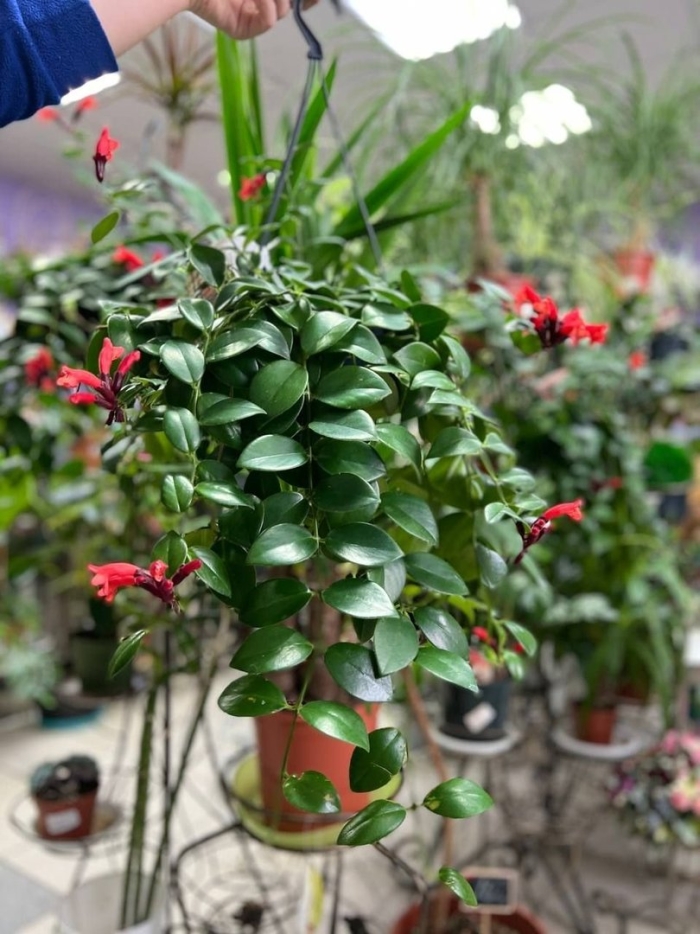 Эсхинантус колокольчатый