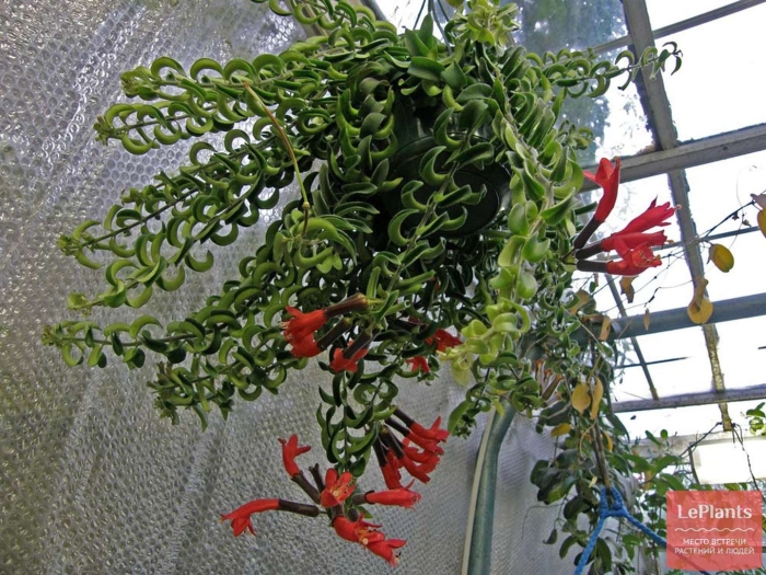 Эсхинантус вариегатный