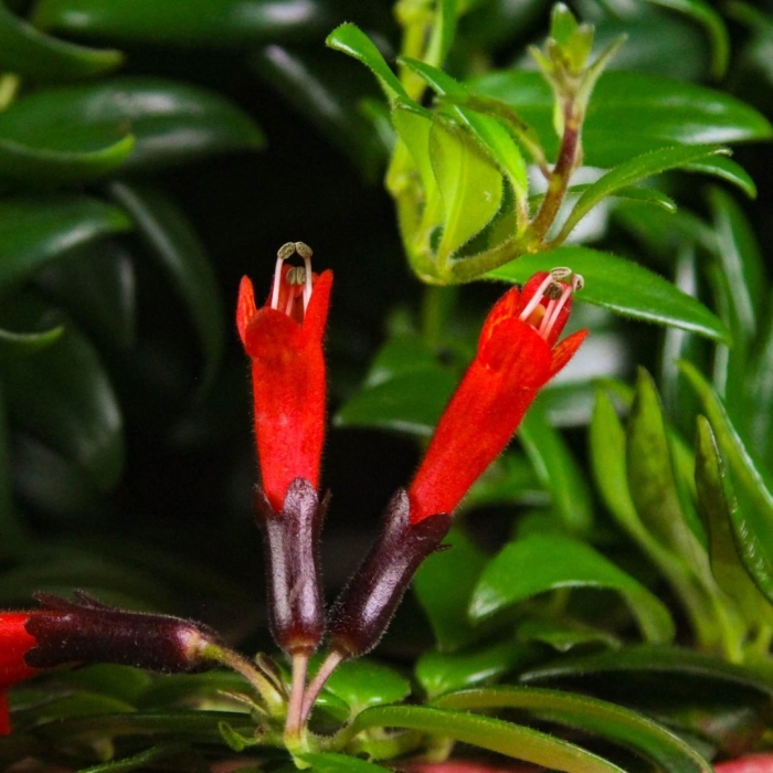 Эсхинантус великолепный