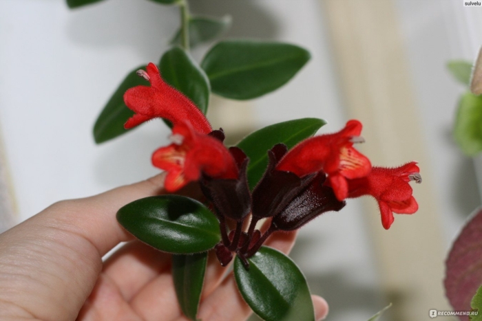 Эсхинантус липстик