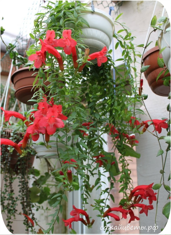 Эсхинантус джэфролепис