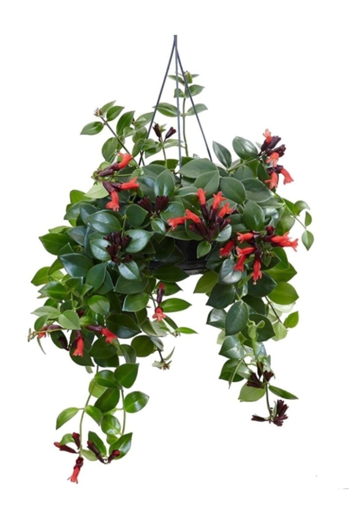 Эсхинантус лобба