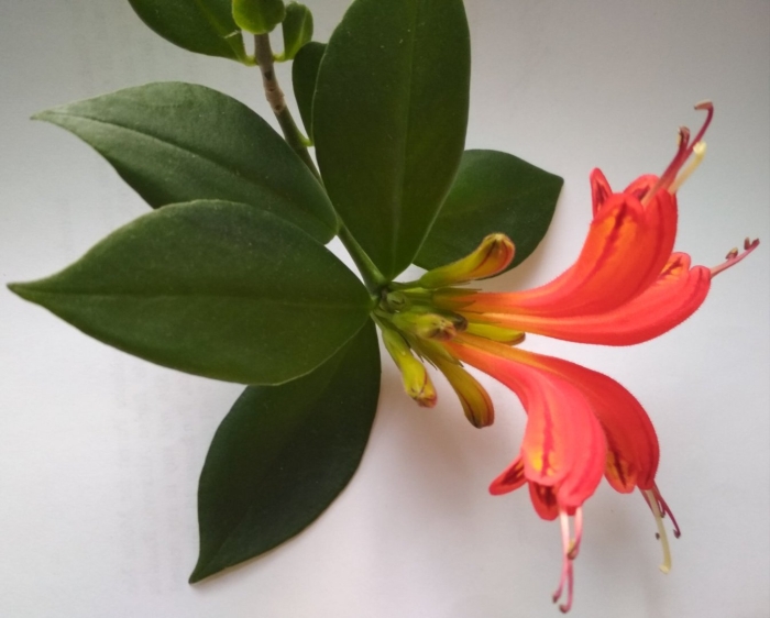 Эсхинантус мона лиза