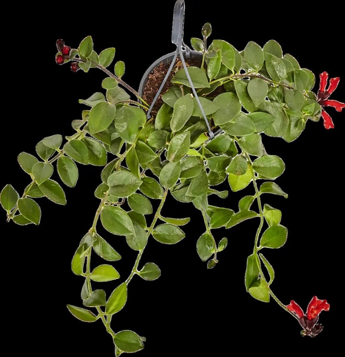 Эсхинантус комнатный