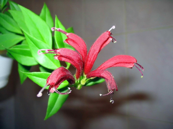 Цветок эсхинантус комнатный