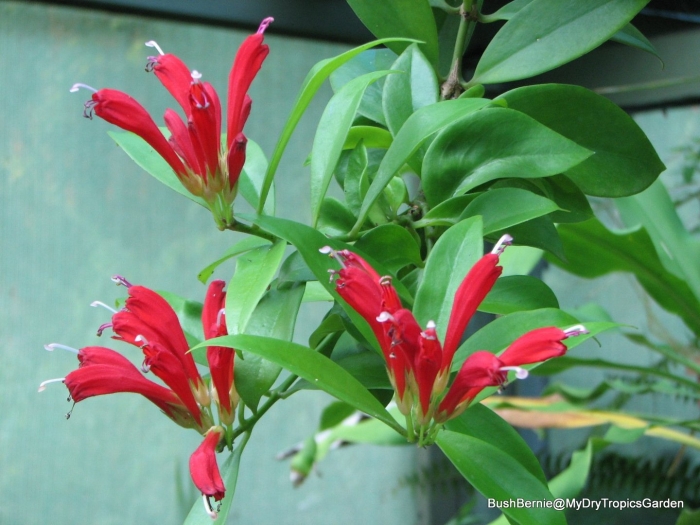 Эсхинантус speciosus