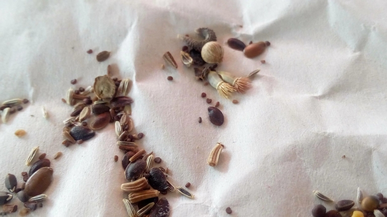 Гомфрена семена как выглядят