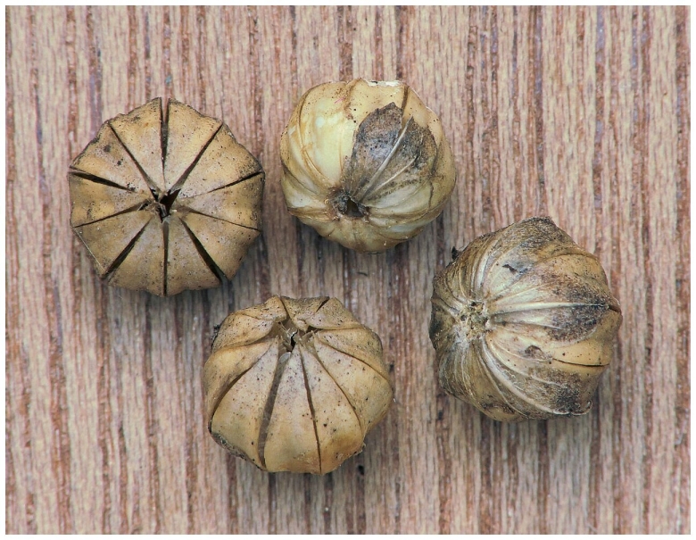 Линум Уситатиссимум