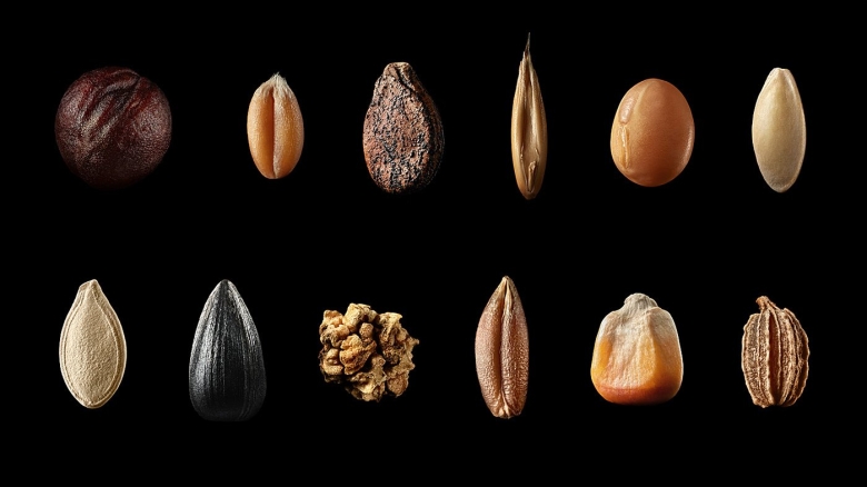 Зерно пшеницы макро