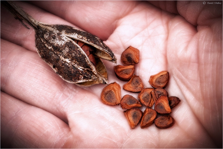 Семечко колокольчика