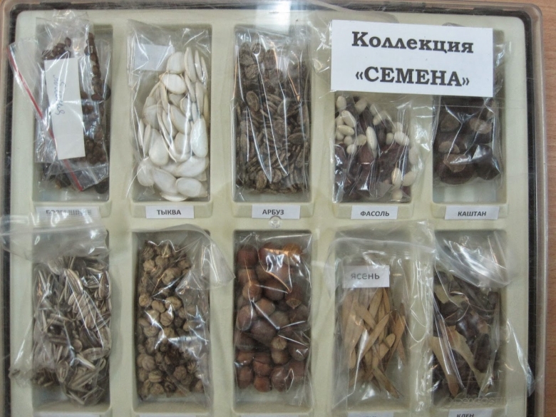 Коллекция семян для детского сада