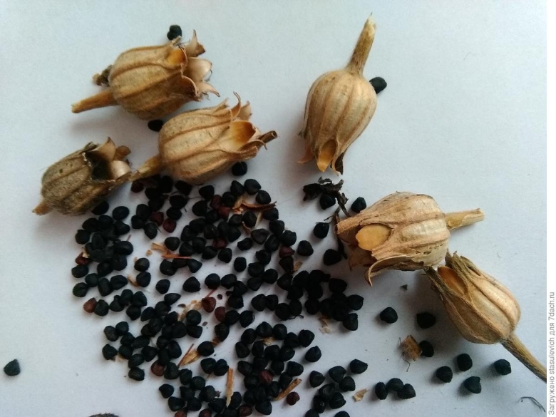 Семенные коробочки