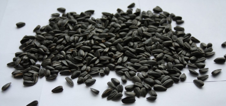 Семена подсолнечника