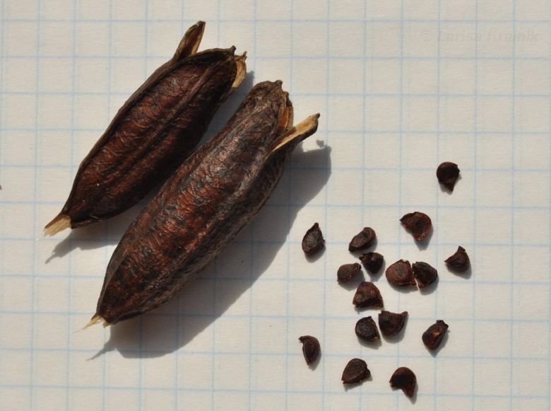 Термопсис ланцетный семена