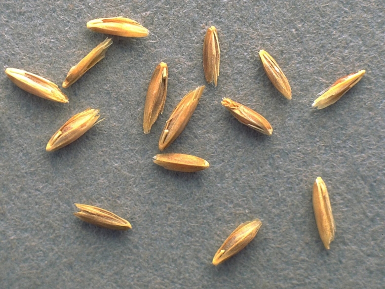 Овсяница Луговая семена