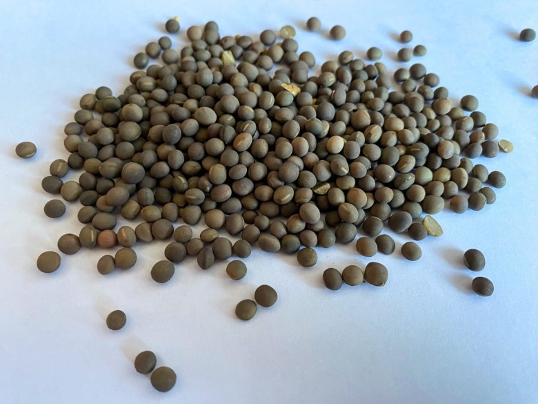 Вика посевная семена