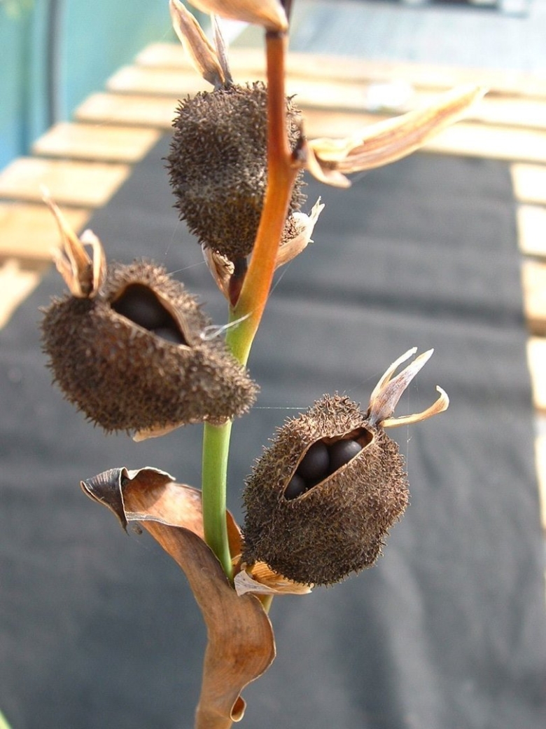 Канны цветы семена