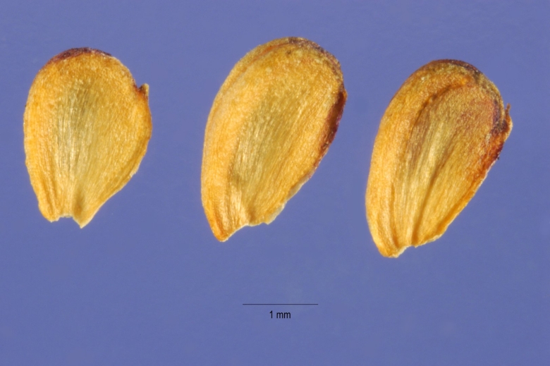 Частуха подорожниковая семя эндосперм