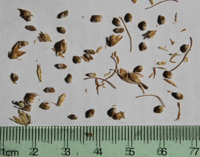 Вивианиевые