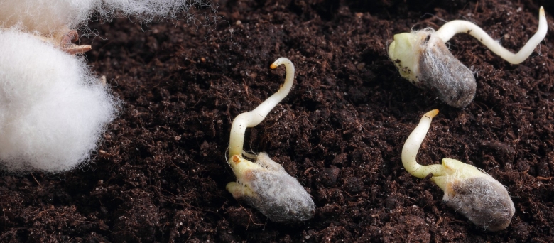 Прорастание семян хлопчатника