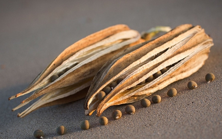 Сухой стручок