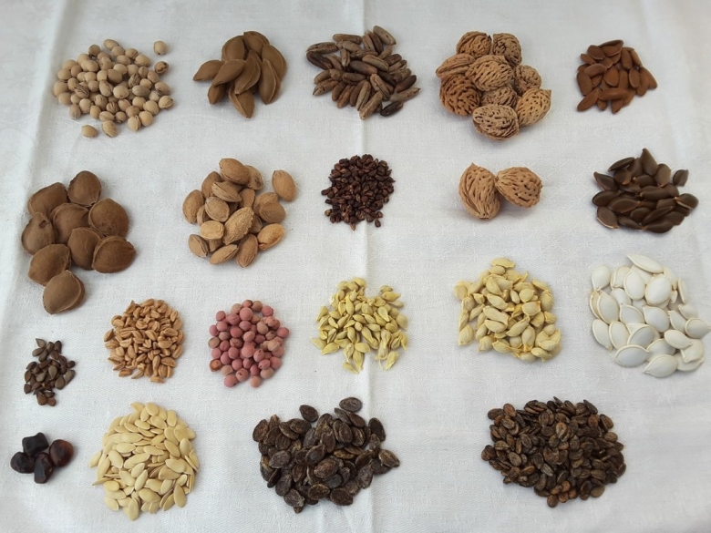 Косточки от фруктов