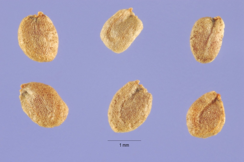 Сурепка обыкновенная семена