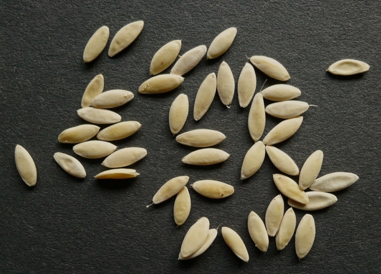 Cемена огурца