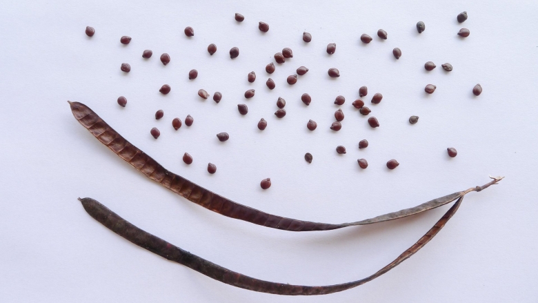 Мелкие семена растений