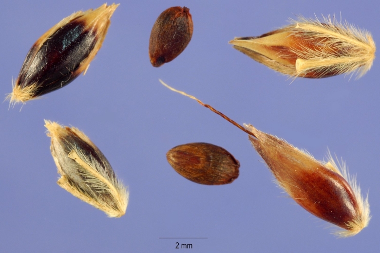 Сорго алеппское гумай