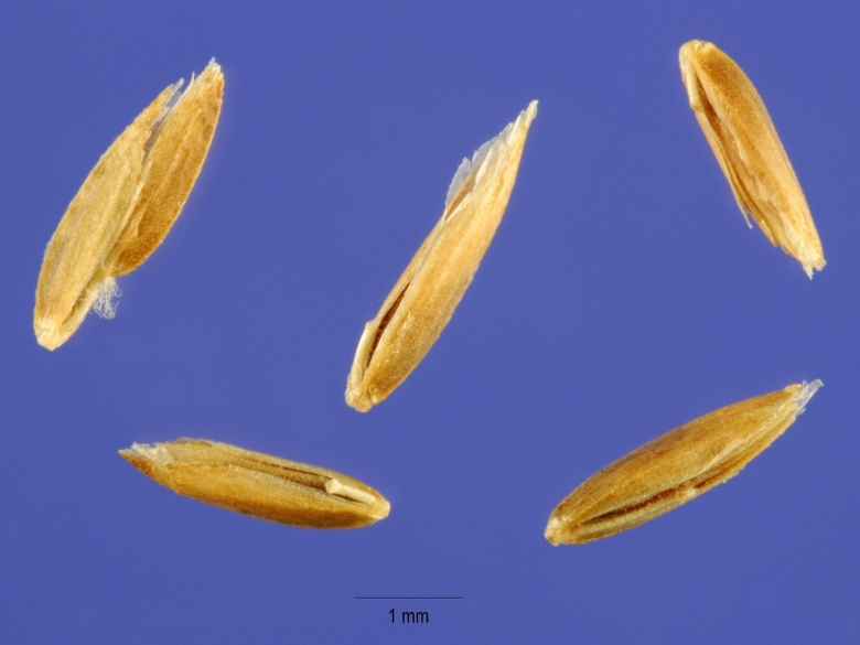 Мятлик семена