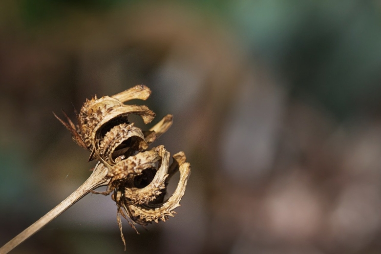 Семянка календулы