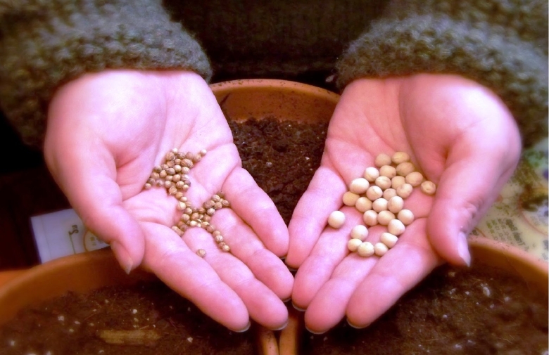 Посев семян